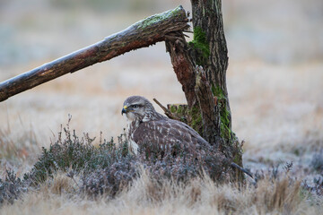 A bright bird of prey sitting next to a broken branch