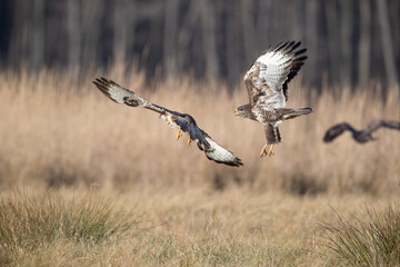 Buzzards fighting in the air over the meadow