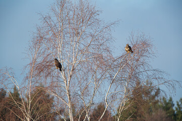 Two buzzards sitting on birch branches