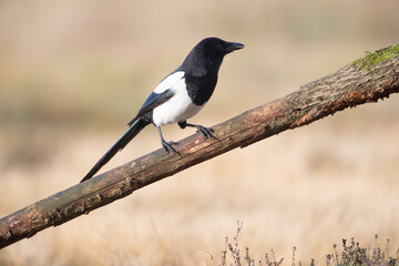 Magpie sitting on a stick on a warm background