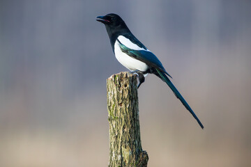 Magpie on a peg on a warm background