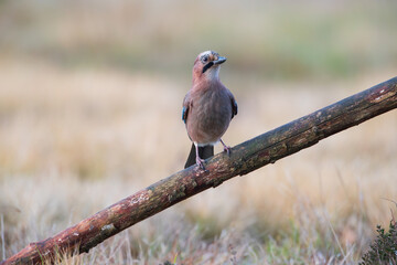 A jay on a stick against a background of warm colors