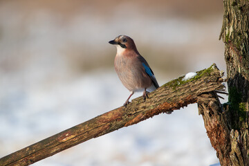 A jay on a broken branch