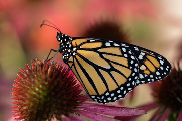 monarch butterfly on pink flower