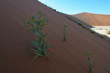 Blühende Namib Lilie (Hexacyrtis dickiana) im Dünensand beim Dead Vlei in der Namib