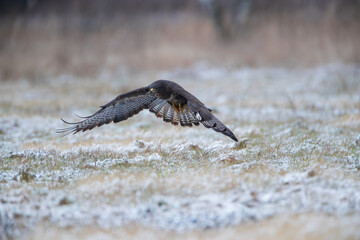 A buzzard flying over a snow-covered meadow