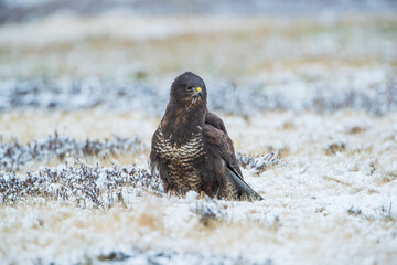 Buzzard sitting on a snow-covered meadow