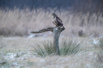 Buzzard on a tree stump in falling snow