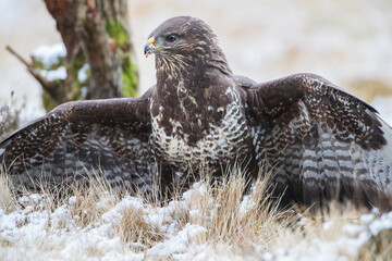 Close-up of a buzzard with its wings spread