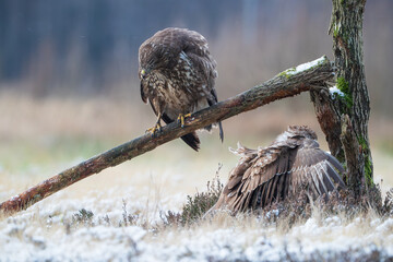 A buzzard on a broken branch looks at another
