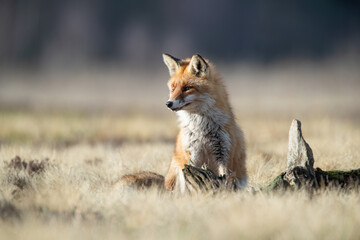 A sitting fox squinting into a sunny day