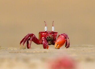 Red Crab on a sandy shore, showcasing its striking claws and detailed shell.