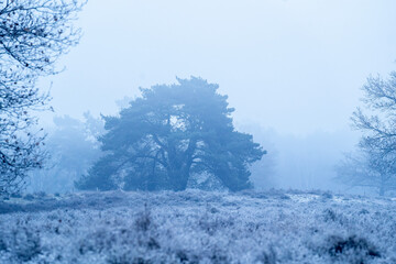 frozen cold winter vibes blue pretty frost morning 
