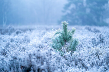frozen cold winter vibes blue pretty frost morning pine tree christmas pretty