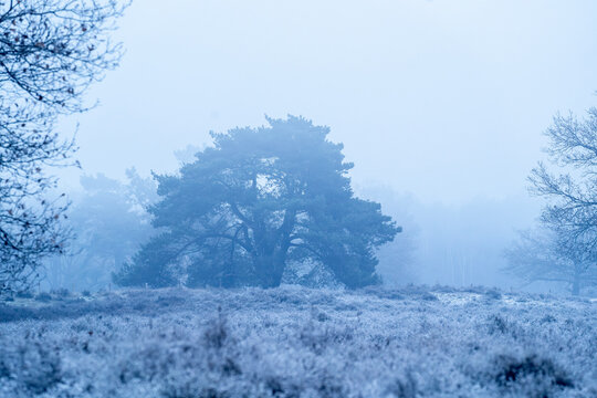 frozen cold winter vibes blue pretty frost morning 