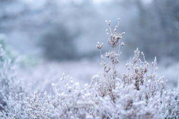 frozen cold winter vibes blue pretty frost morning 