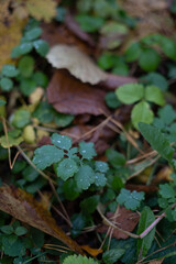 photo Close-up of Vibrant Green Foliage and Leaves with Water Droplets Captured in a Natural Setting Abundant with Leafy Greenery and Underbrush of a Forest Environment