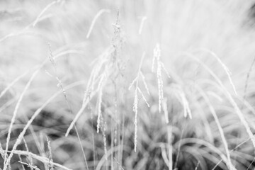 frozen cold winter vibes blue pretty frost morning grass