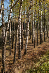 Fototapeta premium photo Stunning Birch Tree Forest Scene Capturing the Beauty of Nature with Graceful Trunks and Lush Foliage, Perfect for Nature Enthusiasts and Photography Lovers Alike