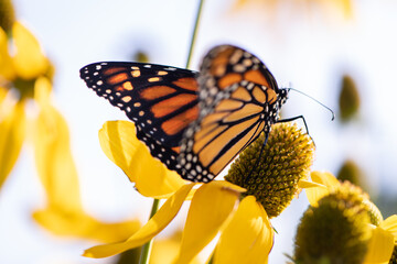 monarch butterfly on yellow flower wings open