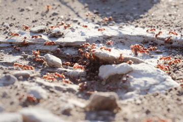 Fire ants closeup during Texas summer as pests.
