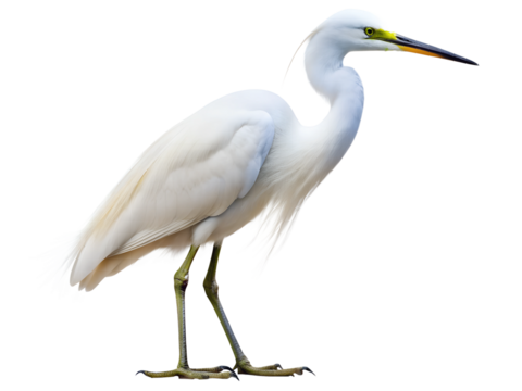 great blue heron ardea cinerea