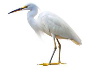 snowy egret isolated on white