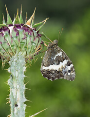 wild animals. photos of various butterflies.