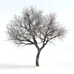Obraz premium Solitary Bare Tree Silhouette on Crisp White Background