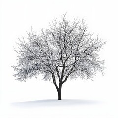 Obraz premium Solitary Bare Tree Covered in Snow on Plain White Background