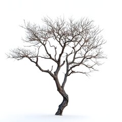 Bare Branched Tree Silhouetted Against White Background