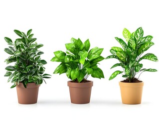 Collection of Potted Office Plants Isolated on White Background