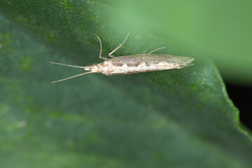 Kohlschabe,  Plutella xylosrella L., Winterraps-Blatt