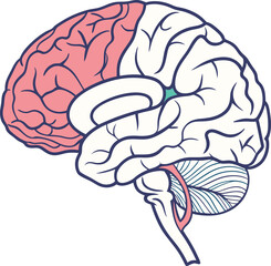 Human brain vector hand drawn. Vector anatomy illustration of the human brain. Brain vector art with white background.