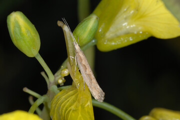 Kohlschabe,  Plutella xylosrella L., Rapsblüte