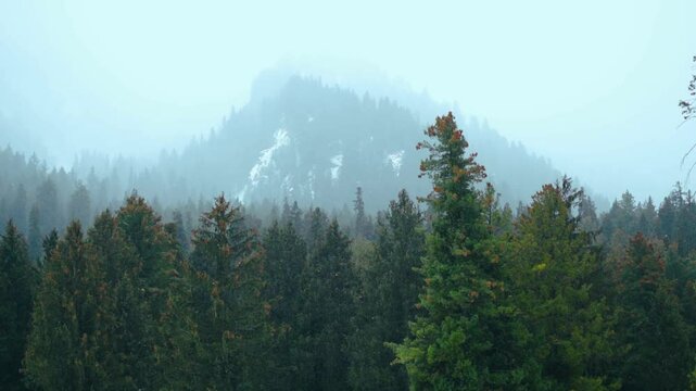 Rack focus Slow motion shot of snowfall in front of the Pine tree forest and snowy Himalayan mountain peak of the Pir Panjal range at Betaab Valley near Pahalgam in Jammu and Kashmir, India.
