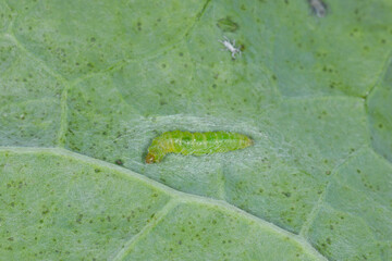Kohlschabe,  Plutella xylosrella L., Verpuppung