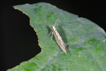 Kohlschabe,  Plutella xylosrella L., Winterraps-Blatt