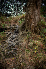 branched roots of an old tree