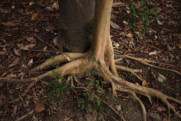 branched roots of an old tree