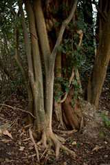 two trees are fused trunks