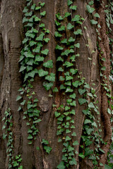a wide tree trunk covered with ivy