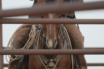 Cowboy on working ranch for western concept with brown quarter horse.