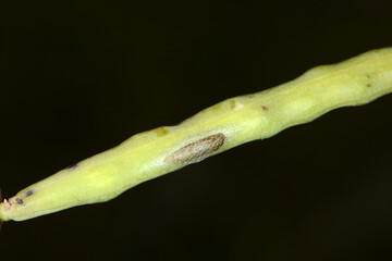Kohlschabe,  Plutella xylosrella L., Puppe, Rapsschote
