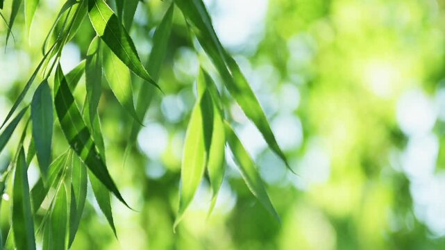 Weeping willow treetop with lush green leaves in summer, 4K