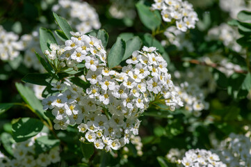 Spiraea vanhouttei meadowsweet ornamental shrub in bloom, group of bright white flowering flowers...