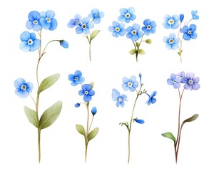 Collection of Blue Forget-Me-Not Blooms Isolated on White Background for Garden Spring Decor