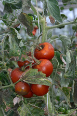 Weiße Fliege, Gewächshausmottenschildlaus, Trialeurodes vaporariorum