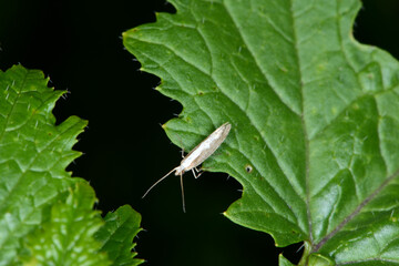 Kohlschabe,  Plutella xylosrella L., Senfblatt