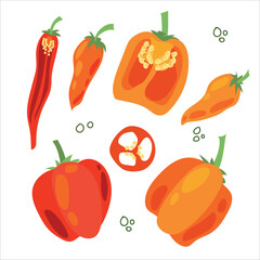 Juicy pepper. Paprika. Hot chili pepper. Seasoning. Useful Vegetables. Harvest. Botanical illustration. Vector illustration